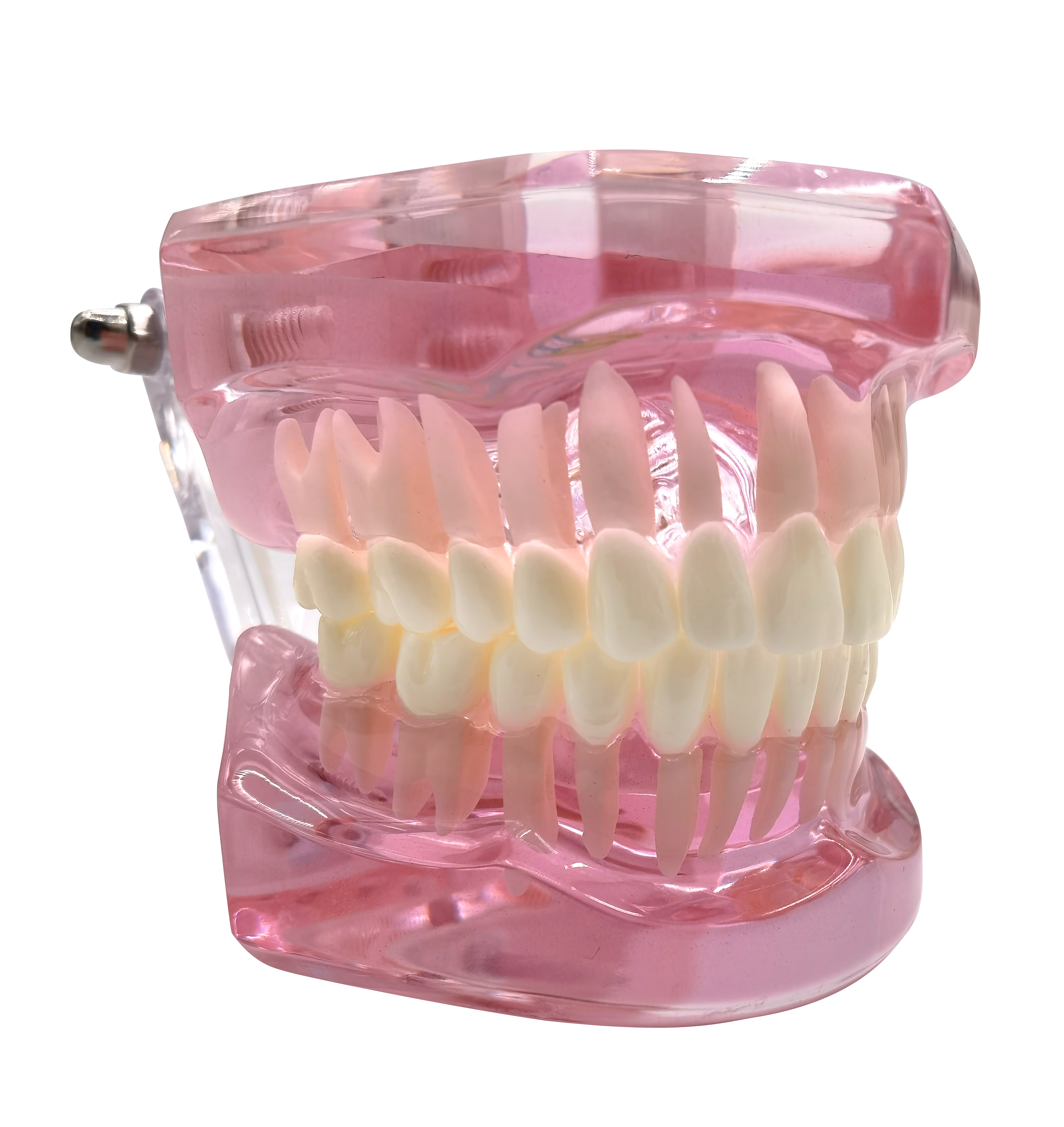 Tooth model, pink transparent